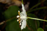 Kidneyleaf grass of Parnassus